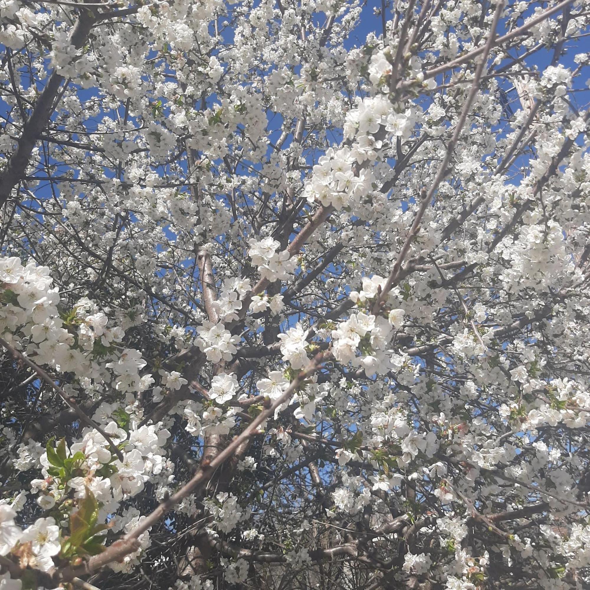 Αρχοντικό Παπανικολάου Βίλα Ligaria  Εξωτερικό φωτογραφία